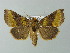  ( - BC ZSM Lep 67292)  @14 [ ] CreativeCommons - Attribution Non-Commercial Share-Alike (2013) Axel Hausmann/Bavarian State Collection of Zoology (ZSM) SNSB, Zoologische Staatssammlung Muenchen