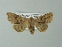  ( - BC ZSM Lep 67301)  @13 [ ] CreativeCommons - Attribution Non-Commercial Share-Alike (2013) Axel Hausmann/Bavarian State Collection of Zoology (ZSM) SNSB, Zoologische Staatssammlung Muenchen