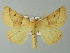  ( - BC ZSM Lep 67305)  @14 [ ] CreativeCommons - Attribution Non-Commercial Share-Alike (2013) Axel Hausmann/Bavarian State Collection of Zoology (ZSM) SNSB, Zoologische Staatssammlung Muenchen
