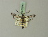  ( - BC ZSM Lep 69280)  @11 [ ] CreativeCommons - Attribution Non-Commercial Share-Alike (2013) Axel Hausmann/Bavarian State Collection of Zoology (ZSM) SNSB, Zoologische Staatssammlung Muenchen