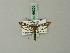  ( - BC ZSM Lep 69305)  @11 [ ] CreativeCommons - Attribution Non-Commercial Share-Alike (2013) Axel Hausmann/Bavarian State Collection of Zoology (ZSM) SNSB, Zoologische Staatssammlung Muenchen