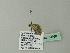  ( - BC ZSM Lep 70168)  @12 [ ] CreativeCommons - Attribution Non-Commercial Share-Alike (2013) Axel Hausmann/Bavarian State Collection of Zoology (ZSM) SNSB, Zoologische Staatssammlung Muenchen