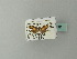  ( - BC ZSM Lep 70201)  @11 [ ] CreativeCommons - Attribution Non-Commercial Share-Alike (2013) Axel Hausmann/Bavarian State Collection of Zoology (ZSM) SNSB, Zoologische Staatssammlung Muenchen