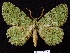  (Ophthalmitis cf. viridior - BC ZSM Lep 73482)  @15 [ ] Copyright (2013) Axel Hausmann/Bavarian State Collection of Zoology (ZSM) SNSB, Zoologische Staatssammlung Muenchen