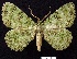  ( - BC ZSM Lep 73485)  @15 [ ] Copyright (2013) Axel Hausmann/Bavarian State Collection of Zoology (ZSM) SNSB, Zoologische Staatssammlung Muenchen