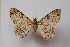  ( - BC ZSM Lep 73528)  @14 [ ] Copyright (2013) Axel Hausmann/Bavarian State Collection of Zoology (ZSM) SNSB, Zoologische Staatssammlung Muenchen