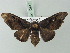 (Gongropteryx negrina - BC ZSM Lep 73917)  @13 [ ] CreativeCommons - Attribution Non-Commercial Share-Alike (2013) Axel Hausmann/Bavarian State Collection of Zoology (ZSM) SNSB, Zoologische Staatssammlung Muenchen