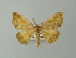  ( - BC ZSM Lep 73919)  @11 [ ] CreativeCommons - Attribution Non-Commercial Share-Alike (2013) Axel Hausmann/Bavarian State Collection of Zoology (ZSM) SNSB, Zoologische Staatssammlung Muenchen