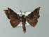  (Gongropteryx MO02 - BC ZSM Lep 73926)  @14 [ ] CreativeCommons - Attribution Non-Commercial Share-Alike (2013) Axel Hausmann/Bavarian State Collection of Zoology (ZSM) SNSB, Zoologische Staatssammlung Muenchen