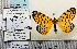  ( - BC ZSM Lep 73943)  @11 [ ] CreativeCommons - Attribution Non-Commercial Share-Alike (2013) Axel Hausmann/Bavarian State Collection of Zoology (ZSM) SNSB, Zoologische Staatssammlung Muenchen
