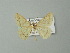  ( - BC ZSM Lep 73981)  @13 [ ] CreativeCommons - Attribution Non-Commercial Share-Alike (2013) Axel Hausmann/Bavarian State Collection of Zoology (ZSM) SNSB, Zoologische Staatssammlung Muenchen