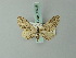  (Eupithecia accurata - BC ZSM Lep 68603)  @11 [ ] CreativeCommons - Attribution Non-Commercial Share-Alike (2014) Axel Hausmann/Bavarian State Collection of Zoology (ZSM) SNSB, Zoologische Staatssammlung Muenchen