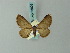  ( - BC ZSM Lep 68609)  @12 [ ] CreativeCommons - Attribution Non-Commercial Share-Alike (2014) Axel Hausmann/Bavarian State Collection of Zoology (ZSM) SNSB, Zoologische Staatssammlung Muenchen
