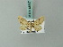  (Eupithecia stigmaticata - BC ZSM Lep 68617)  @13 [ ] CreativeCommons - Attribution Non-Commercial Share-Alike (2014) Axel Hausmann/Bavarian State Collection of Zoology (ZSM) SNSB, Zoologische Staatssammlung Muenchen