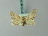  (Eupithecia extensaria - BC ZSM Lep 68618)  @14 [ ] CreativeCommons - Attribution Non-Commercial Share-Alike (2014) Axel Hausmann/Bavarian State Collection of Zoology (ZSM) SNSB, Zoologische Staatssammlung Muenchen