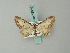  (Eupithecia succenturiata - BC ZSM Lep 68619)  @12 [ ] CreativeCommons - Attribution Non-Commercial Share-Alike (2014) Axel Hausmann/Bavarian State Collection of Zoology (ZSM) SNSB, Zoologische Staatssammlung Muenchen