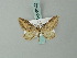  (Eupithecia rebeli - BC ZSM Lep 68623)  @11 [ ] CreativeCommons - Attribution Non-Commercial Share-Alike (2014) Axel Hausmann/Bavarian State Collection of Zoology (ZSM) SNSB, Zoologische Staatssammlung Muenchen
