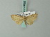  (Eupithecia kuriliensis - BC ZSM Lep 68626)  @11 [ ] CreativeCommons - Attribution Non-Commercial Share-Alike (2014) Axel Hausmann/Bavarian State Collection of Zoology (ZSM) SNSB, Zoologische Staatssammlung Muenchen