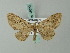 (Eupithecia interrubrescens - BC ZSM Lep 68629)  @14 [ ] CreativeCommons - Attribution Non-Commercial Share-Alike (2014) Axel Hausmann/Bavarian State Collection of Zoology (ZSM) SNSB, Zoologische Staatssammlung Muenchen