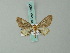  (Eupithecia rubridorsata - BC ZSM Lep 68631)  @11 [ ] CreativeCommons - Attribution Non-Commercial Share-Alike (2014) Axel Hausmann/Bavarian State Collection of Zoology (ZSM) SNSB, Zoologische Staatssammlung Muenchen