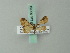  (Eupithecia personata - BC ZSM Lep 68633)  @11 [ ] CreativeCommons - Attribution Non-Commercial Share-Alike (2014) Axel Hausmann/Bavarian State Collection of Zoology (ZSM) SNSB, Zoologische Staatssammlung Muenchen