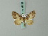  (Eupithecia dohertyi - BC ZSM Lep 68634)  @13 [ ] CreativeCommons - Attribution Non-Commercial Share-Alike (2014) Axel Hausmann/Bavarian State Collection of Zoology (ZSM) SNSB, Zoologische Staatssammlung Muenchen