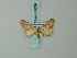  ( - BC ZSM Lep 68639)  @12 [ ] CreativeCommons - Attribution Non-Commercial Share-Alike (2014) Axel Hausmann/Bavarian State Collection of Zoology (ZSM) SNSB, Zoologische Staatssammlung Muenchen