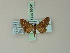  ( - BC ZSM Lep 68641)  @11 [ ] CreativeCommons - Attribution Non-Commercial Share-Alike (2014) Axel Hausmann/Bavarian State Collection of Zoology (ZSM) SNSB, Zoologische Staatssammlung Muenchen