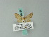 (Eupithecia maleformata - BC ZSM Lep 68650)  @11 [ ] CreativeCommons - Attribution Non-Commercial Share-Alike (2014) Axel Hausmann/Bavarian State Collection of Zoology (ZSM) SNSB, Zoologische Staatssammlung Muenchen