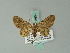  (Eupithecia fumifascia - BC ZSM Lep 68653)  @13 [ ] CreativeCommons - Attribution Non-Commercial Share-Alike (2014) Axel Hausmann/Bavarian State Collection of Zoology (ZSM) SNSB, Zoologische Staatssammlung Muenchen