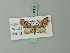  ( - BC ZSM Lep 68668)  @11 [ ] CreativeCommons - Attribution Non-Commercial Share-Alike (2014) Axel Hausmann/Bavarian State Collection of Zoology (ZSM) SNSB, Zoologische Staatssammlung Muenchen
