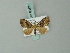  (Pasiphilodes rubrifusa - BC ZSM Lep 68677)  @11 [ ] CreativeCommons - Attribution Non-Commercial Share-Alike (2014) Axel Hausmann/Bavarian State Collection of Zoology (ZSM) SNSB, Zoologische Staatssammlung Muenchen