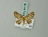  (Axinoptera - BC ZSM Lep 68679)  @12 [ ] CreativeCommons - Attribution Non-Commercial Share-Alike (2014) Axel Hausmann/Bavarian State Collection of Zoology (ZSM) SNSB, Zoologische Staatssammlung Muenchen