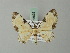  (Tyloptera - BC ZSM Lep 68692)  @14 [ ] CreativeCommons - Attribution Non-Commercial Share-Alike (2014) Axel Hausmann/Bavarian State Collection of Zoology (ZSM) SNSB, Zoologische Staatssammlung Muenchen