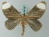 (Crocypus - BC ZSM Lep 68709)  @15 [ ] CreativeCommons - Attribution Non-Commercial Share-Alike (2014) Axel Hausmann/Bavarian State Collection of Zoology (ZSM) SNSB, Zoologische Staatssammlung Muenchen