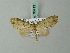  (Phthonoloba fasciata - BC ZSM Lep 68713)  @11 [ ] CreativeCommons - Attribution Non-Commercial Share-Alike (2014) Axel Hausmann/Bavarian State Collection of Zoology (ZSM) SNSB, Zoologische Staatssammlung Muenchen