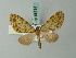  ( - BC ZSM Lep 68714)  @11 [ ] CreativeCommons - Attribution Non-Commercial Share-Alike (2014) Axel Hausmann/Bavarian State Collection of Zoology (ZSM) SNSB, Zoologische Staatssammlung Muenchen