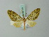  (Sauris gyiarces - BC ZSM Lep 68721)  @11 [ ] CreativeCommons - Attribution Non-Commercial Share-Alike (2014) Axel Hausmann/Bavarian State Collection of Zoology (ZSM) SNSB, Zoologische Staatssammlung Muenchen