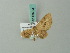 (Anhydrelia - BC ZSM Lep 68784)  @11 [ ] CreativeCommons - Attribution Non-Commercial Share-Alike (2014) Axel Hausmann/Bavarian State Collection of Zoology (ZSM) SNSB, Zoologische Staatssammlung Muenchen