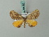  ( - BC ZSM Lep 68786)  @13 [ ] CreativeCommons - Attribution Non-Commercial Share-Alike (2014) Axel Hausmann/Bavarian State Collection of Zoology (ZSM) SNSB, Zoologische Staatssammlung Muenchen