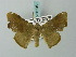  (Fascellina punctata - BC ZSM Lep 68796)  @14 [ ] CreativeCommons - Attribution Non-Commercial Share-Alike (2014) Axel Hausmann/Bavarian State Collection of Zoology (ZSM) SNSB, Zoologische Staatssammlung Muenchen
