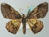  ( - BC ZSM Lep 68800)  @14 [ ] CreativeCommons - Attribution Non-Commercial Share-Alike (2014) Axel Hausmann/Bavarian State Collection of Zoology (ZSM) SNSB, Zoologische Staatssammlung Muenchen