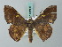  (Fascellina aurifera - BC ZSM Lep 68801)  @14 [ ] CreativeCommons - Attribution Non-Commercial Share-Alike (2014) Axel Hausmann/Bavarian State Collection of Zoology (ZSM) SNSB, Zoologische Staatssammlung Muenchen