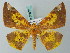  (Pseudomiza leucogonia - BC ZSM Lep 68810)  @12 [ ] CreativeCommons - Attribution Non-Commercial Share-Alike (2014) Axel Hausmann/Bavarian State Collection of Zoology (ZSM) SNSB, Zoologische Staatssammlung Muenchen
