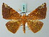  (Pseudomiza uniformis - BC ZSM Lep 68811)  @14 [ ] CreativeCommons - Attribution Non-Commercial Share-Alike (2014) Axel Hausmann/Bavarian State Collection of Zoology (ZSM) SNSB, Zoologische Staatssammlung Muenchen