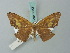  (Trotogonia agelaea - BC ZSM Lep 68821)  @13 [ ] CreativeCommons - Attribution Non-Commercial Share-Alike (2014) Axel Hausmann/Bavarian State Collection of Zoology (ZSM) SNSB, Zoologische Staatssammlung Muenchen
