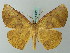  (Simopteryx torquataria - BC ZSM Lep 68825)  @15 [ ] CreativeCommons - Attribution Non-Commercial Share-Alike (2014) Axel Hausmann/Bavarian State Collection of Zoology (ZSM) SNSB, Zoologische Staatssammlung Muenchen
