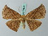  (Simopteryx gaurusaria - BC ZSM Lep 68826)  @15 [ ] CreativeCommons - Attribution Non-Commercial Share-Alike (2014) Axel Hausmann/Bavarian State Collection of Zoology (ZSM) SNSB, Zoologische Staatssammlung Muenchen