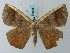  ( - BC ZSM Lep 68829)  @14 [ ] CreativeCommons - Attribution Non-Commercial Share-Alike (2014) Axel Hausmann/Bavarian State Collection of Zoology (ZSM) SNSB, Zoologische Staatssammlung Muenchen