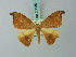  (Patalene - BC ZSM Lep 68836)  @15 [ ] CreativeCommons - Attribution Non-Commercial Share-Alike (2014) Axel Hausmann/Bavarian State Collection of Zoology (ZSM) SNSB, Zoologische Staatssammlung Muenchen